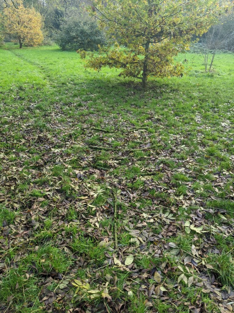 De subtiele kracht van natuurcoaching